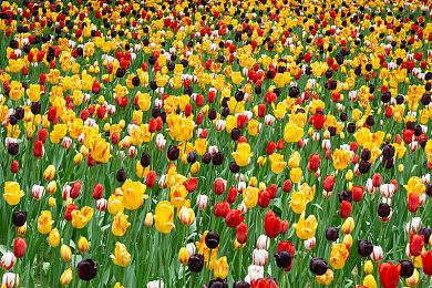 揭秘《原神》新地区挪德卡莱 创作团队分享设计理念和未来方向